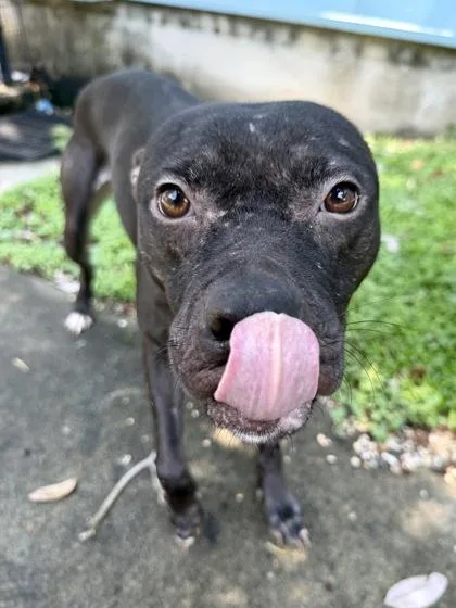An adult medium-sized male Pit Bull Terrier dog named Bennigan for adoption in New Orleans, LA