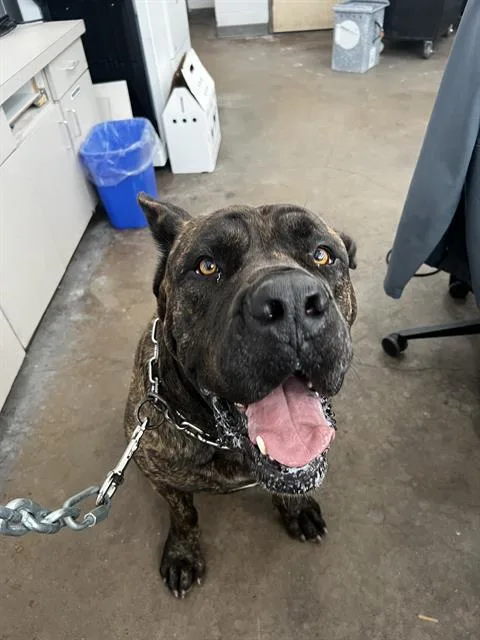 An adult extra large-sized male Mixed Breed dog named Brutus for adoption in Dallas, TX
