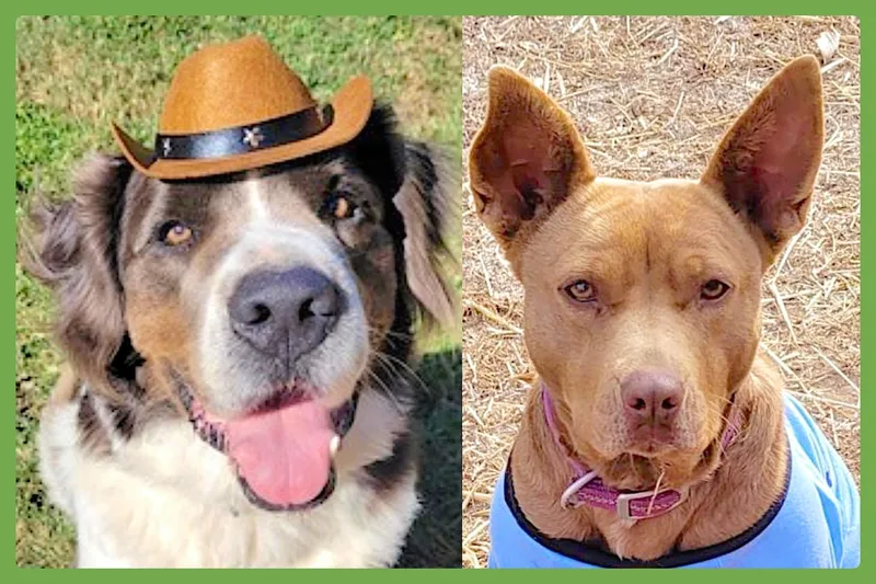George And Piper thumbnail 2