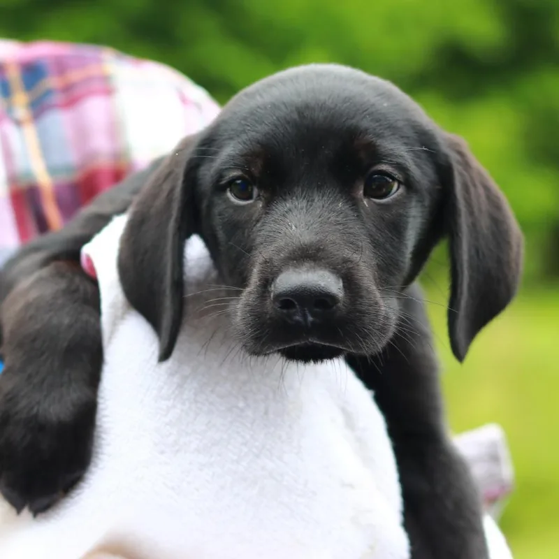 A baby medium-sized female Black Labrador Retriever dog named Ct Frisee for adoption in Eastford, CT