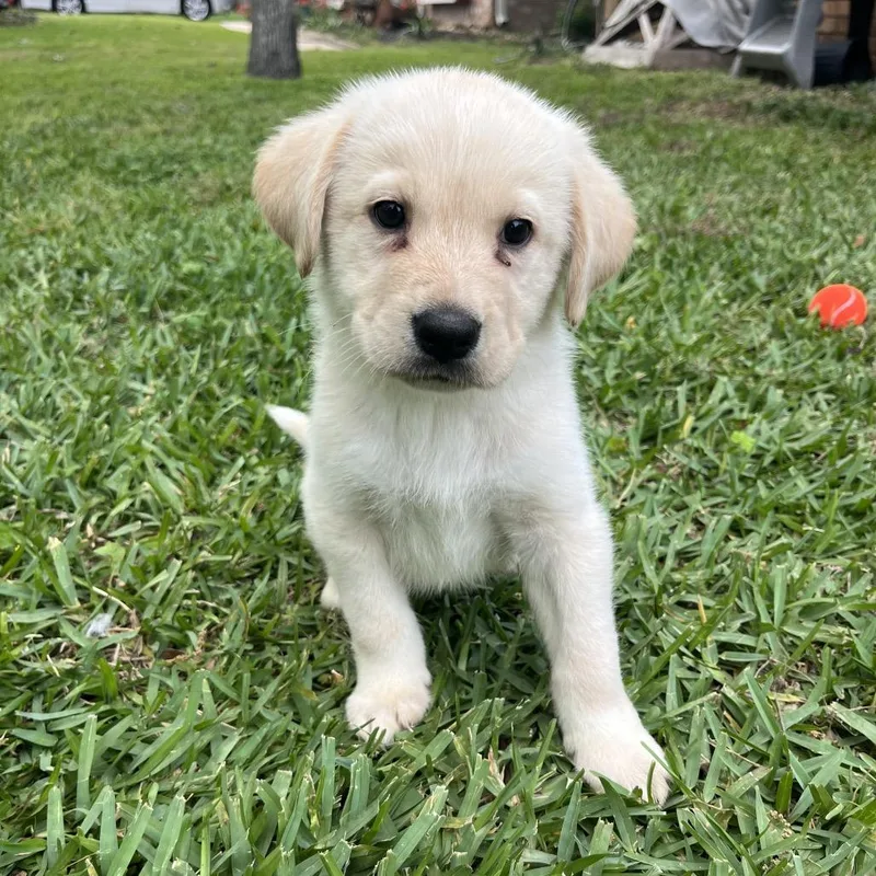 A baby large-sized male White / Cream Great Pyrenees dog named Winston for adoption in Montgomery, TX