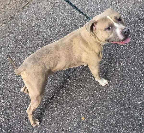 An adult large-sized male American Bulldog dog named Pen  Manny for adoption in Lawrenceville, GA