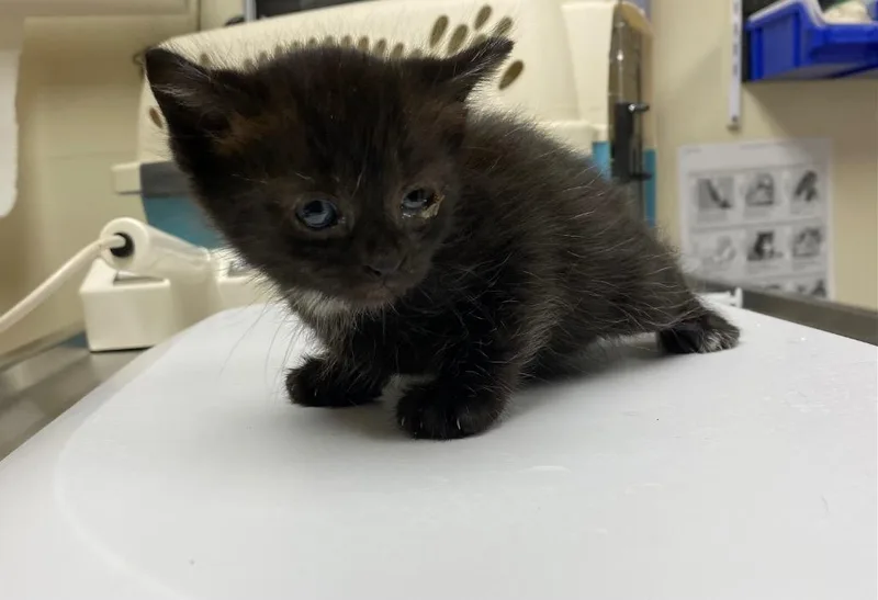 An adult small-sized female Domestic Short Hair cat named Paver for adoption in Hyde Park, NY