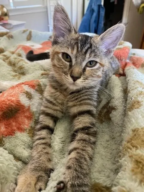 A baby small-sized female Domestic Short Hair cat named Nala for adoption in Sacramento, CA