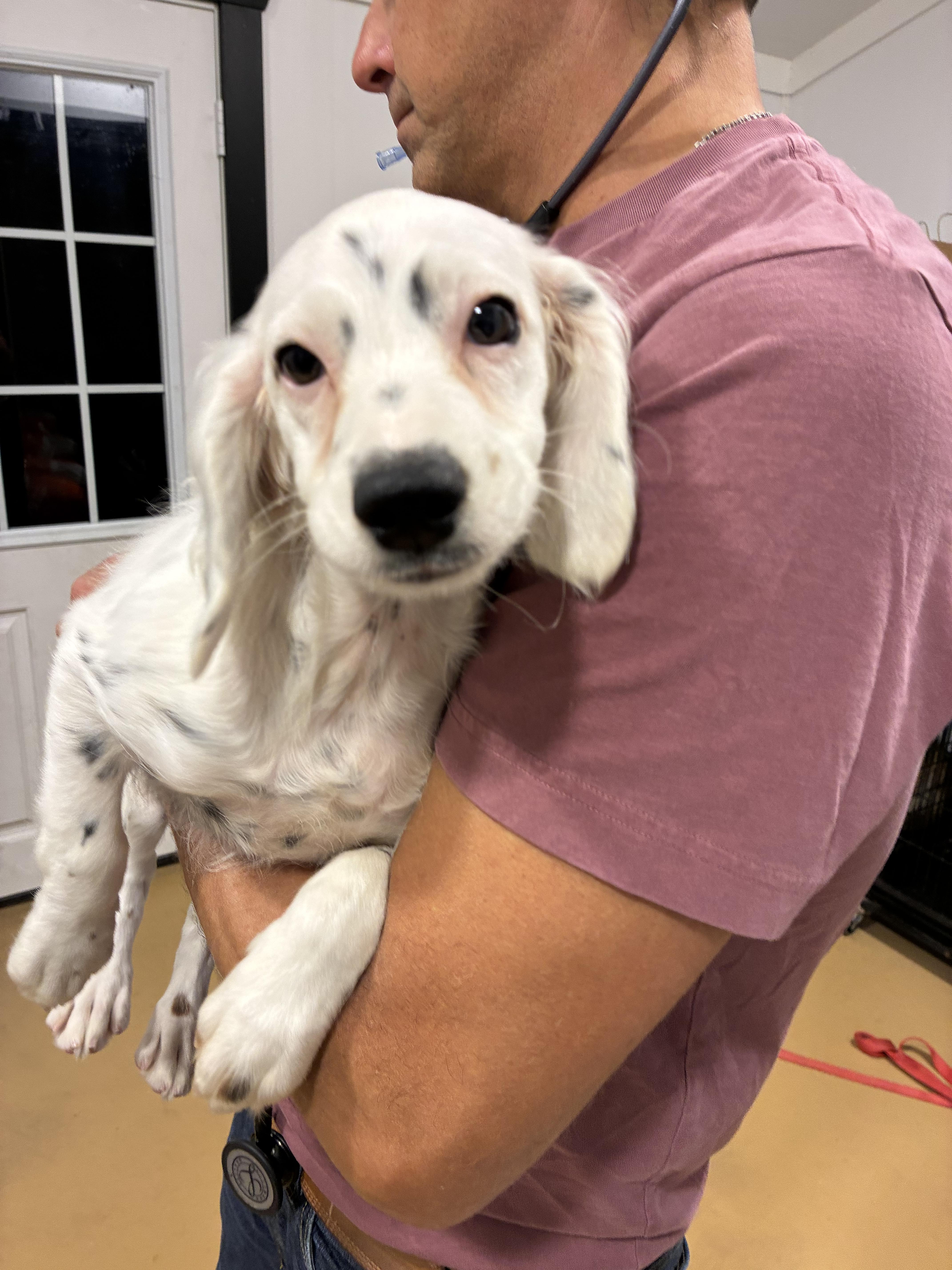 A baby small-sized male Cavalier King Charles Spaniel dog named Marcus for adoption in Havertown, PA