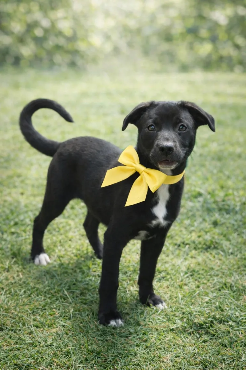 A young medium-sized female Black Black Labrador Retriever dog named Dusa for adoption in Gainesville, GA