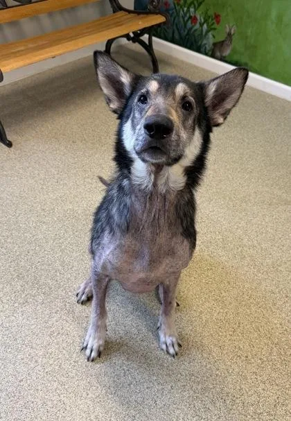 An adult large-sized male Black German Shepherd Dog dog named Buck for adoption in Harbor Springs, MI