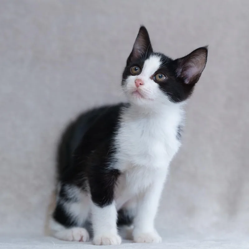 A baby small-sized female Black Domestic Short Hair cat named Selena for adoption in Sunnyvale, CA