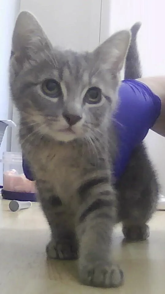 A baby small-sized male Tabby (Brown / Chocolate) Domestic Short Hair cat named Provolone for adoption in Anoka, MN