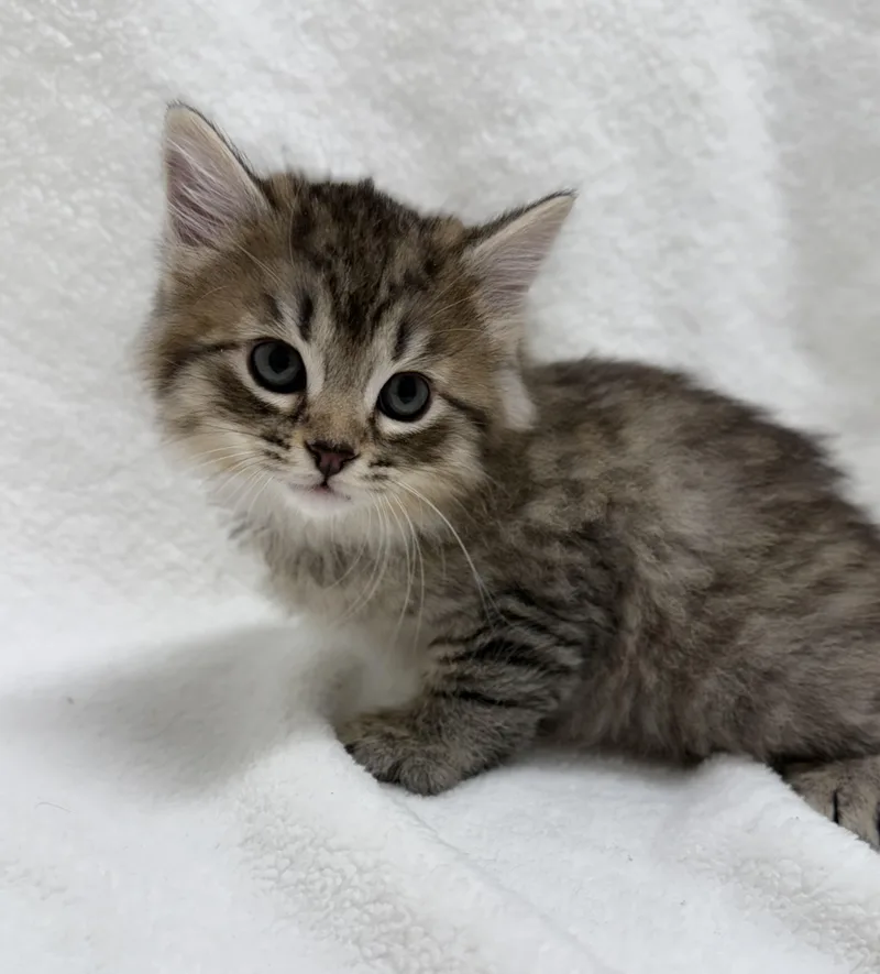 A baby medium-sized male Tabby (Buff / Tan / Fawn) Domestic Long Hair cat named Fluffy for adoption in Greensboro, NC
