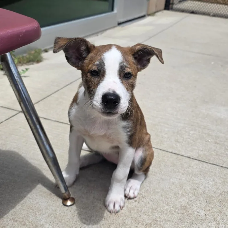 A baby medium-sized female Yellow / Tan / Blond / Fawn Shepherd dog named Joselyn for adoption in Norman, OK
