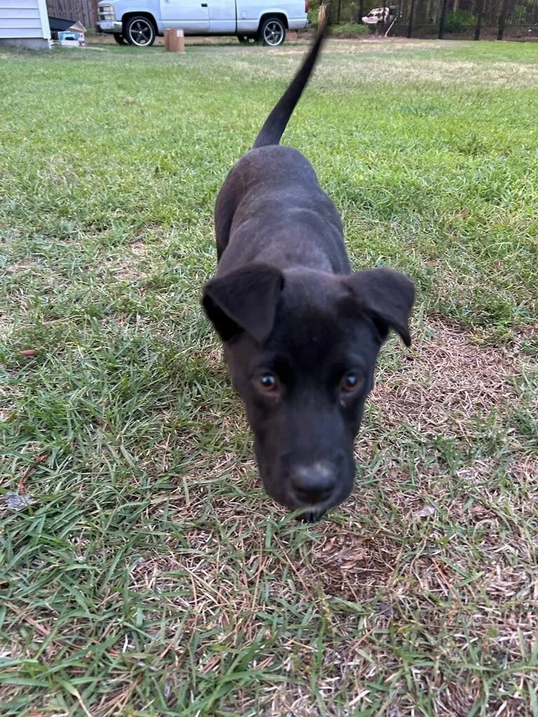 A baby medium-sized female Labrador Retriever dog named Tillie for adoption in Hartsville, SC