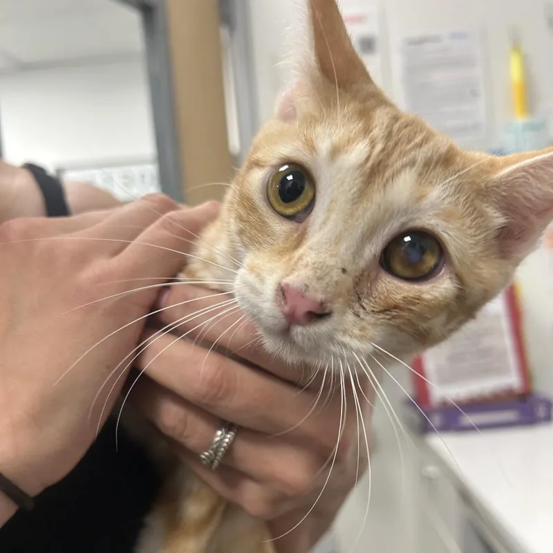 A young small-sized female Orange / Red Domestic Short Hair cat named Mango for adoption in Hemet, CA