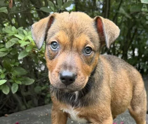 A baby medium-sized female Catahoula Leopard Dog dog named Babe Wren for adoption in Washington, DC