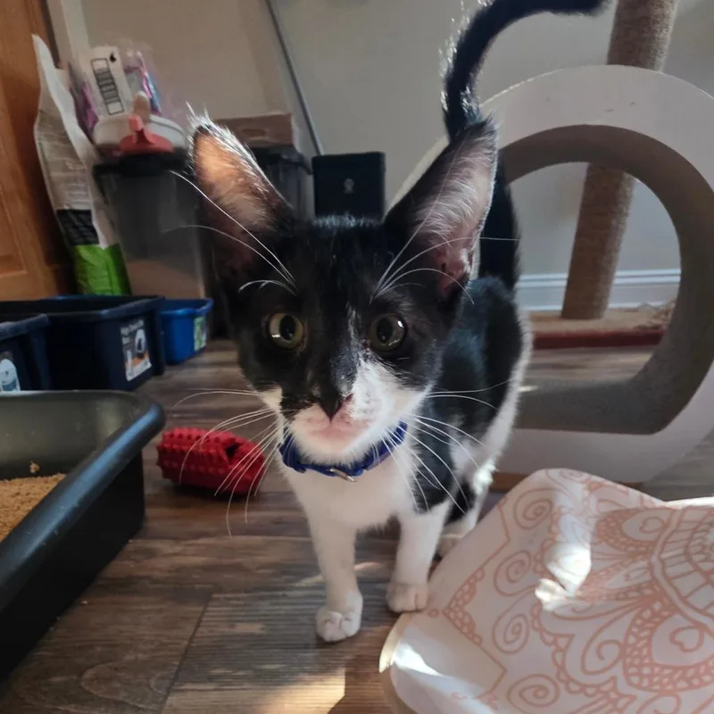 A baby small-sized female Black Domestic Short Hair cat named Miso C for adoption in Princeton, MN