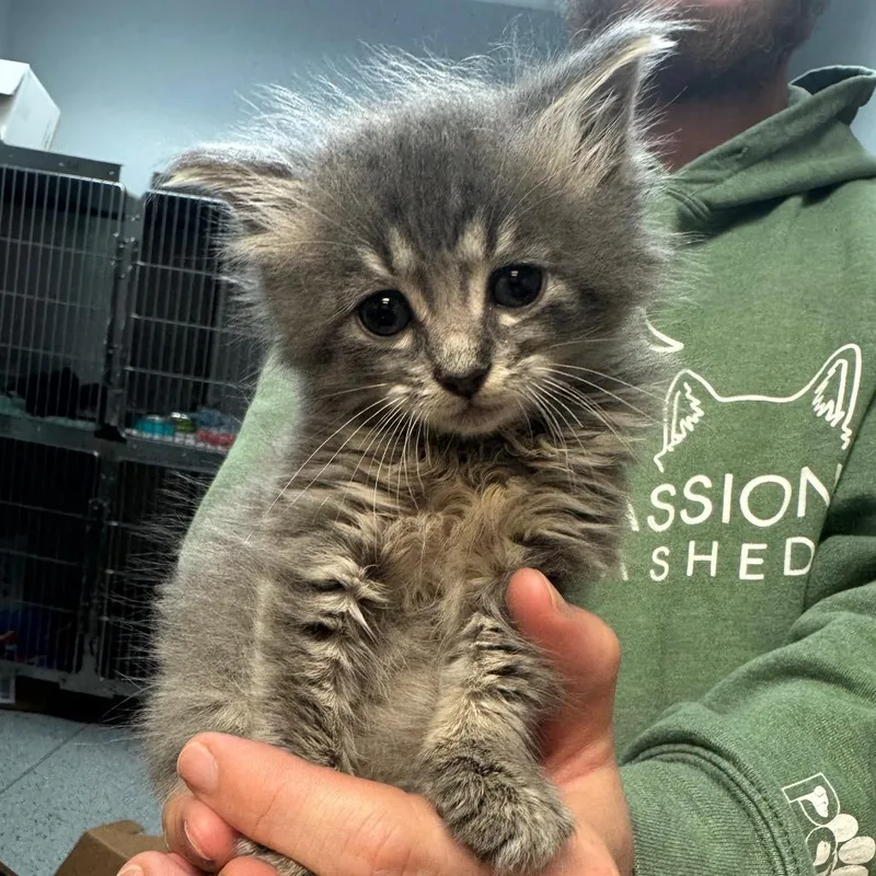 A baby small-sized female Gray / Blue / Silver Domestic Short Hair cat named Princess Pecan Praline for adoption in Columbus, GA