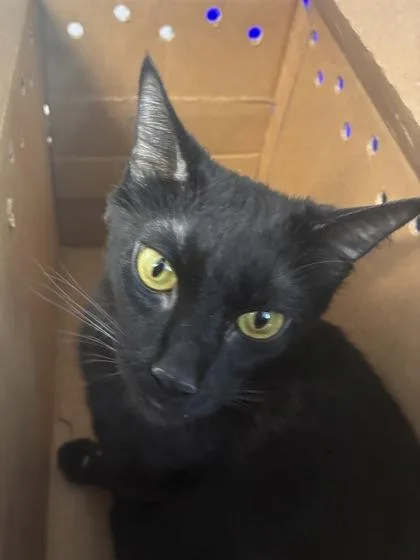 An adult medium-sized female Domestic Short Hair cat named Nova for adoption in West Chester, PA