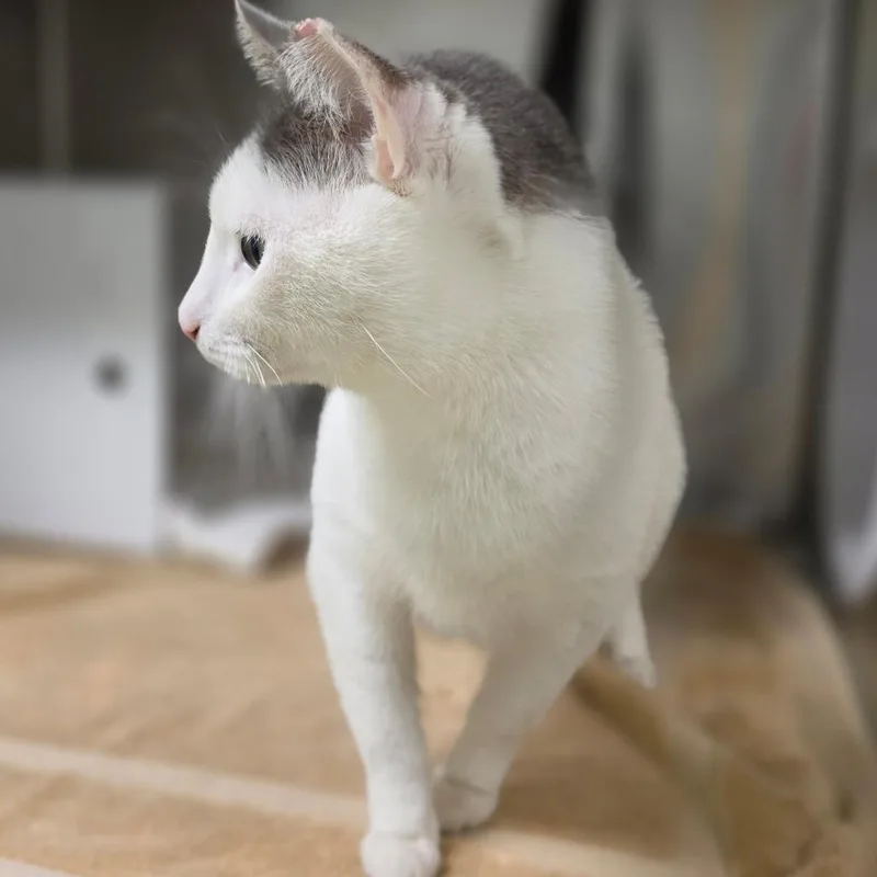 A young large-sized male White Domestic Short Hair cat named Poncho for adoption in Briarcliff Manor, NY