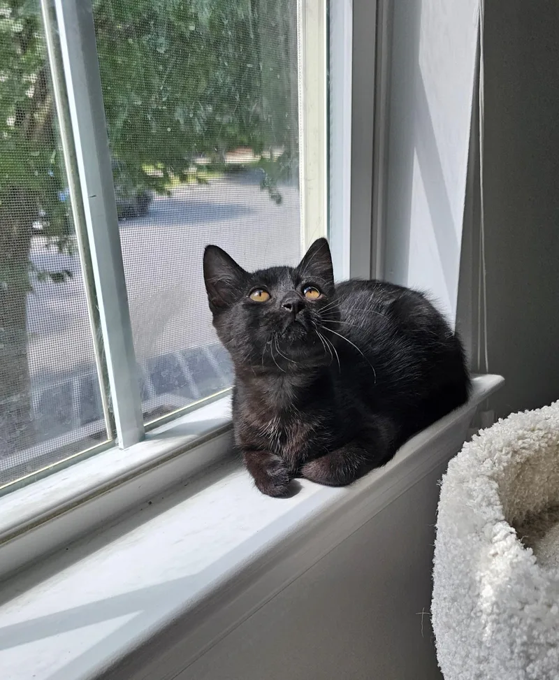 A baby small-sized female Domestic Short Hair cat named Nala for adoption in Davidson, NC
