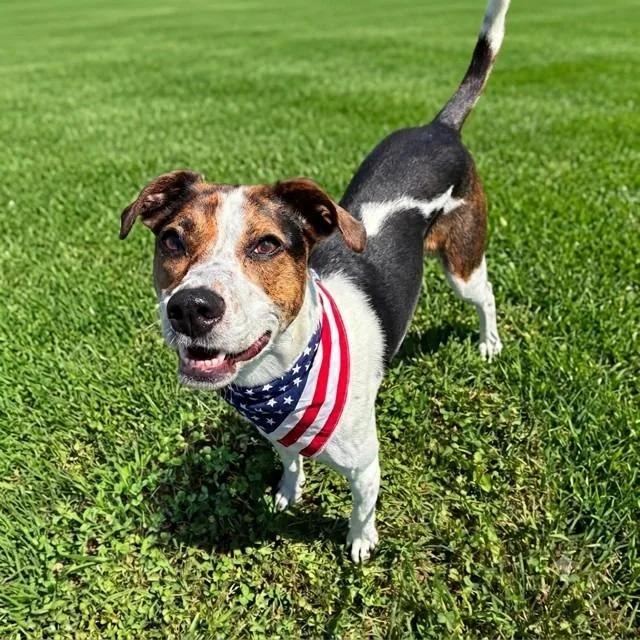 An adult medium-sized female Beagle dog named Tula Deaf for adoption in Marshall, VA