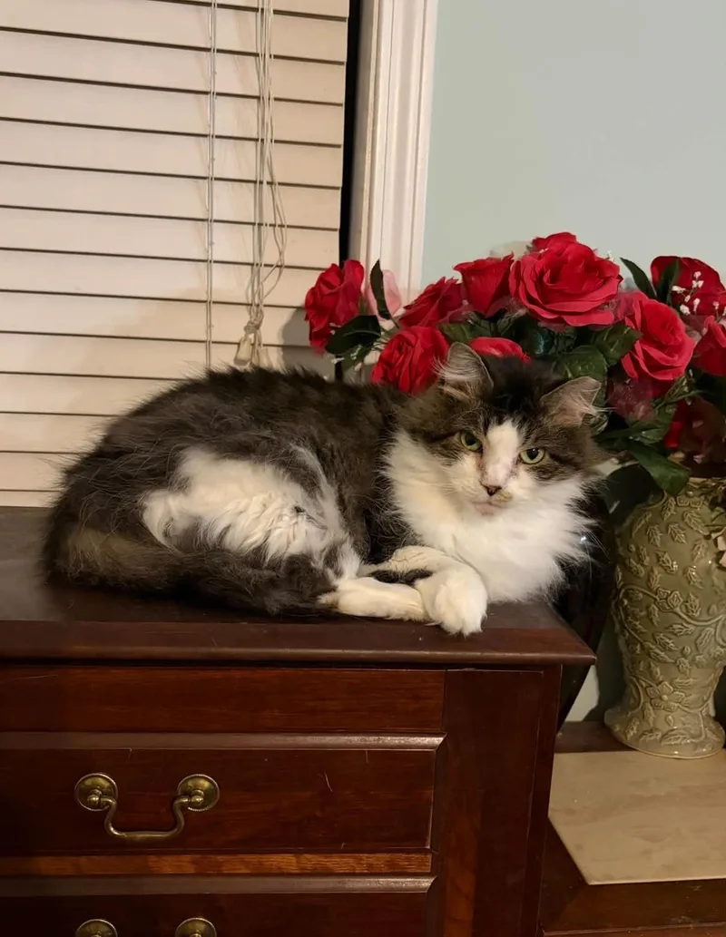 A senior medium-sized female Gray & White Domestic Long Hair cat named Willow & Ethel for adoption in Nashville, TN