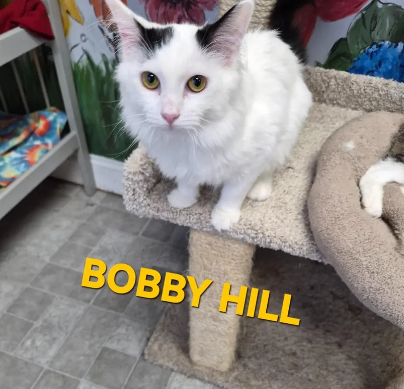 A baby medium-sized male Domestic Medium Hair cat named Bobby Hill for adoption in Rome, GA
