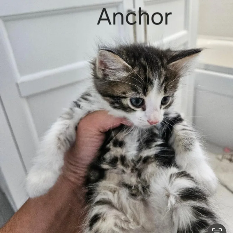 A baby small-sized male Brown / Chocolate Domestic Medium Hair cat named Anchor for adoption in Westminster, CA