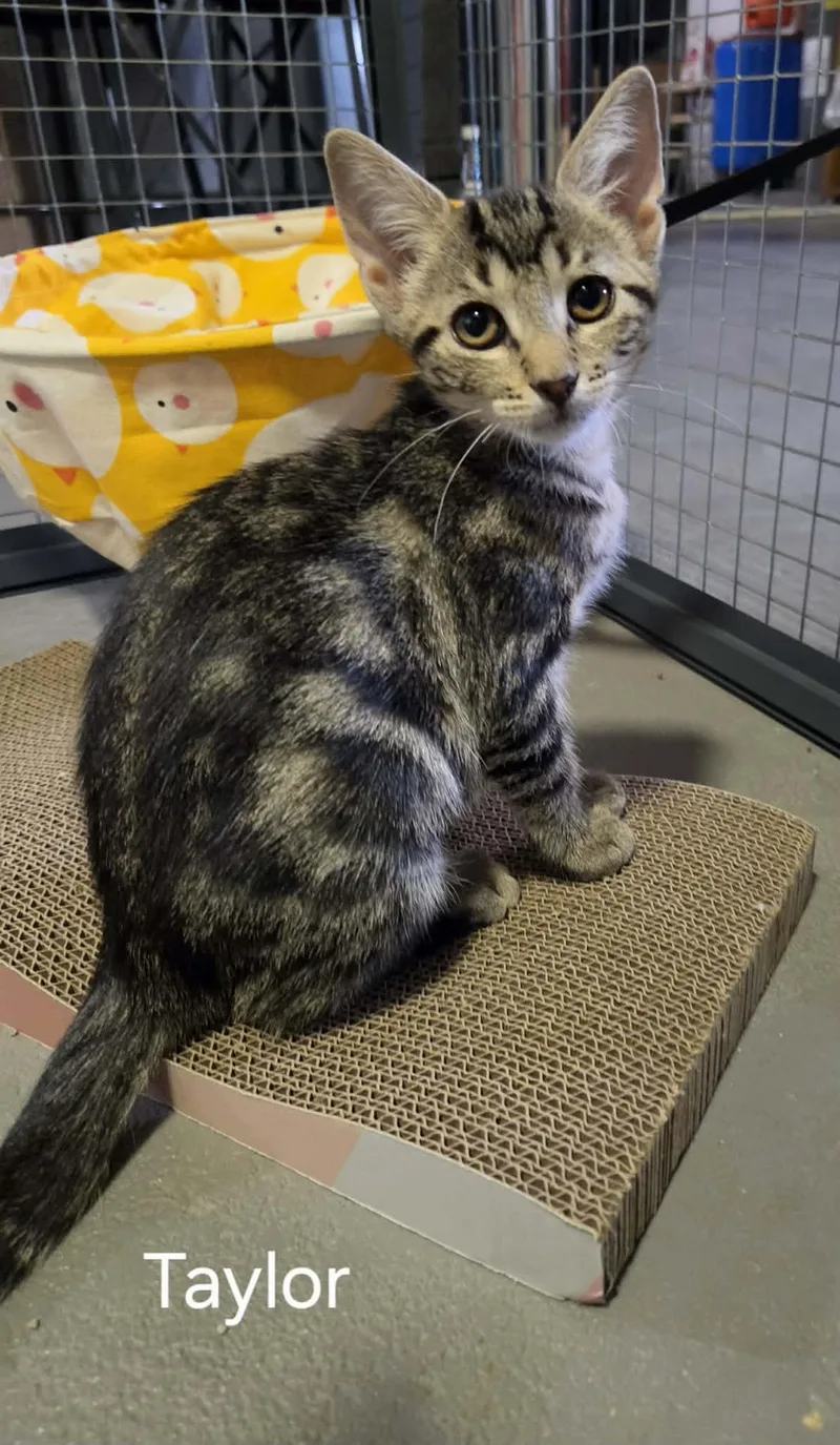 A baby small-sized female Tabby (Brown / Chocolate) Domestic Short Hair cat named Taylor for adoption in Bloomsdale, MO