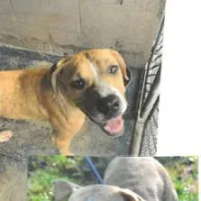An adult medium-sized female Yellow / Tan / Blond / Fawn Mixed Breed dog named Salsa for adoption in West Palm Beach, FL
