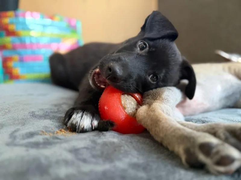 A baby medium-sized male Shepherd dog named Baloo for adoption in Redwood City, CA