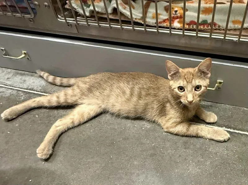 Quesadilla thumbnail 2