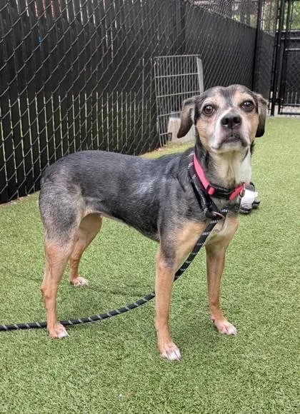 A senior medium-sized female Mixed Breed dog named Henrietta for adoption in Bellevue, WA