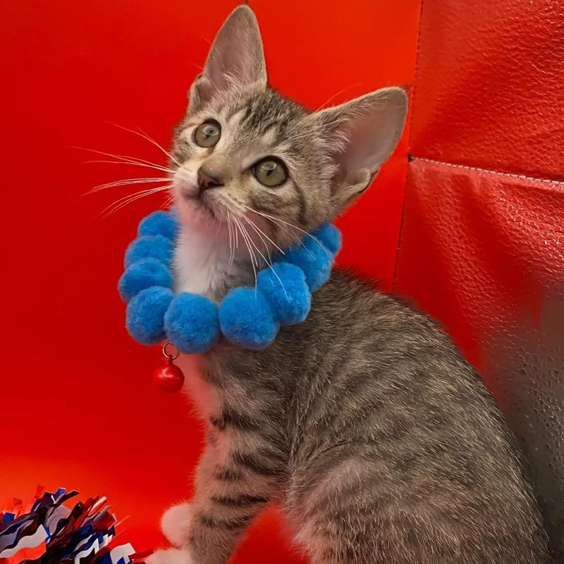 A baby small-sized female Brown / Chocolate Domestic Short Hair cat named Ivory for adoption in Summerville, SC