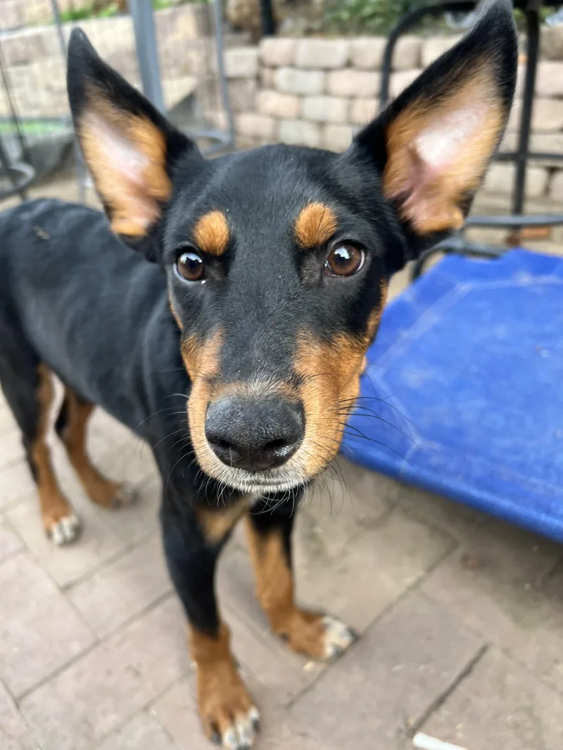 A baby medium-sized male Black Doberman Pinscher dog named Raven for adoption in Fort Collins, CO