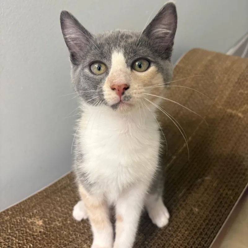 A baby small-sized female Calico Domestic Short Hair cat named Freya for adoption in Durham, NC