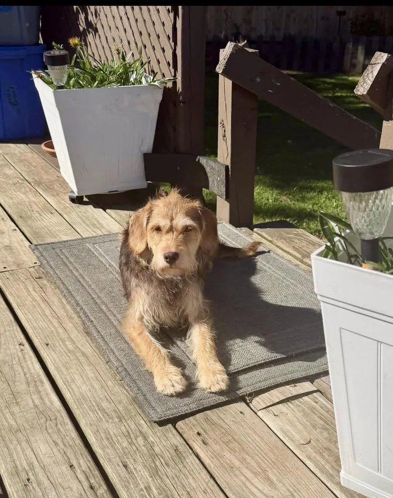 An adult small-sized female Border Terrier dog named Dove for adoption in Berlin, NJ