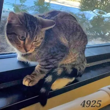 Lobster Bisque thumbnail 2