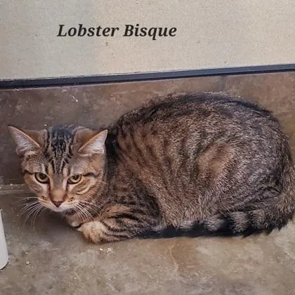 Lobster Bisque thumbnail 3