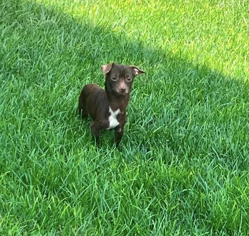 An adult small-sized male Chihuahua dog named Taco for adoption in Richmond, KY