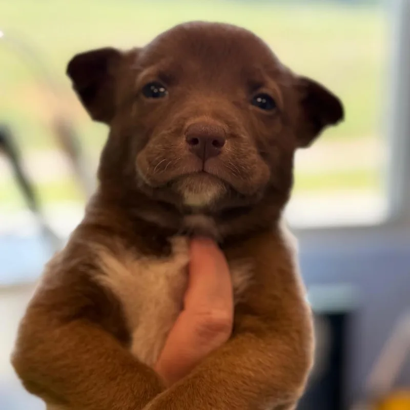 A baby medium-sized female Brown / Chocolate Hound dog named Prism for adoption in Madisonville, TN