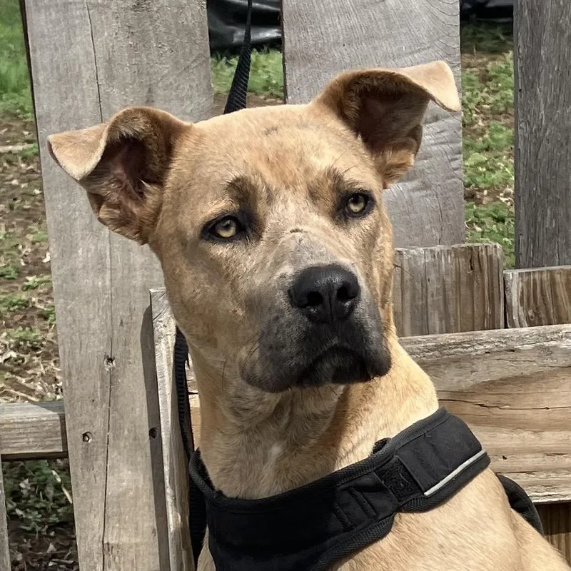 A young small-sized female Yellow / Tan / Blond / Fawn Mixed Breed dog named Fawn for adoption in Pulaski, TN