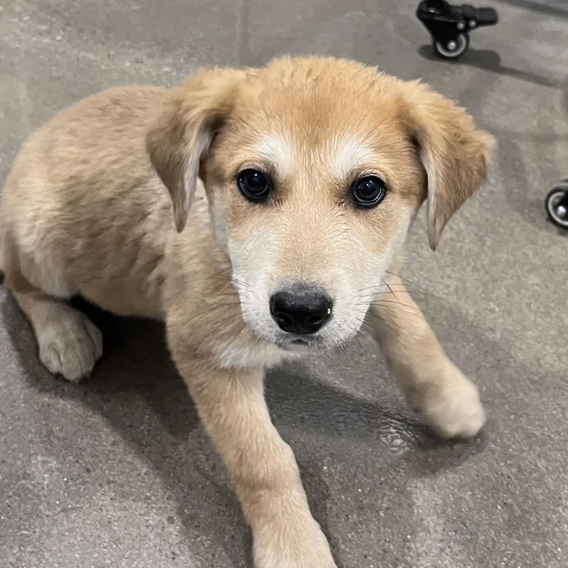 A baby large-sized female Yellow / Tan / Blond / Fawn German Shepherd Dog dog named Alani for adoption in Washburn, MO