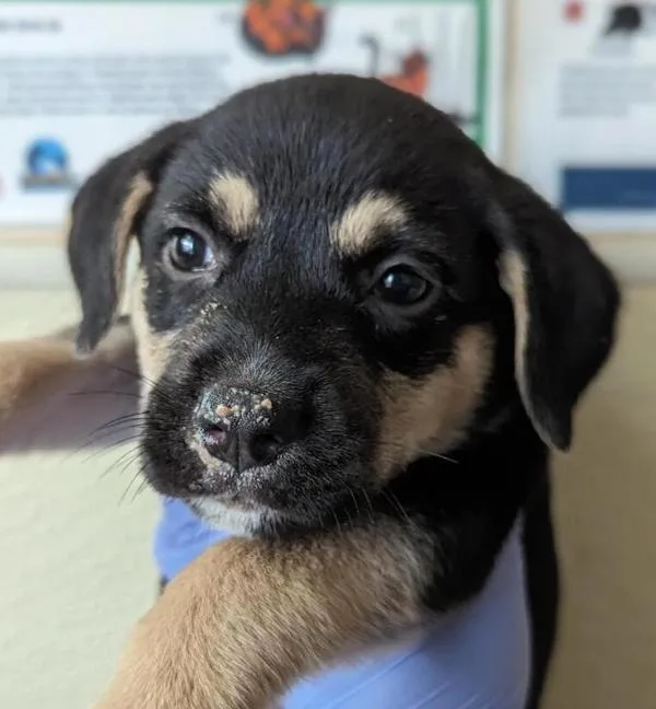 An adult large-sized female Shepherd dog named Coco for adoption in San Diego, CA