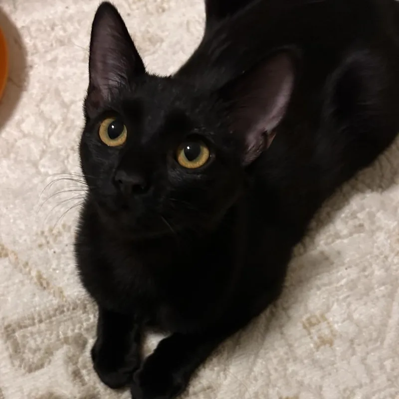 A baby small-sized female Black Domestic Short Hair cat named Kendall for adoption in Temecula, CA
