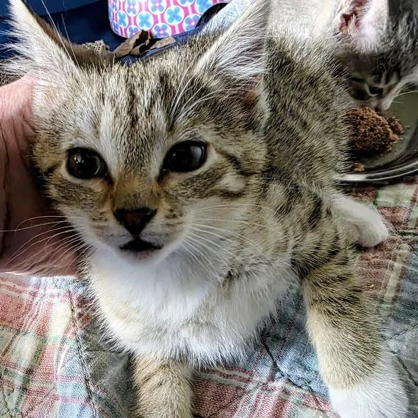 A baby small-sized female Brown / Chocolate Domestic Short Hair cat named Wendy Wilson for adoption in Waukesha, WI