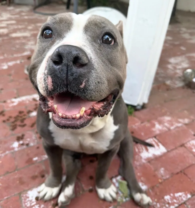 An adult large-sized female Gray / Blue / Silver American Staffordshire Terrier dog named Peaches for adoption in Cool, CA