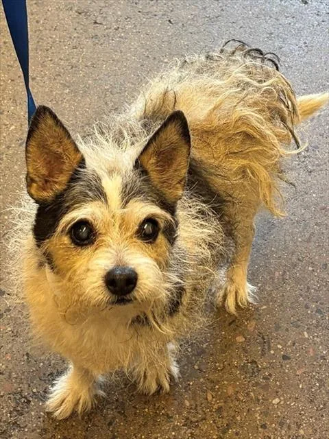 An adult small-sized male Cairn Terrier dog named Oliver for adoption in Mesa, AZ