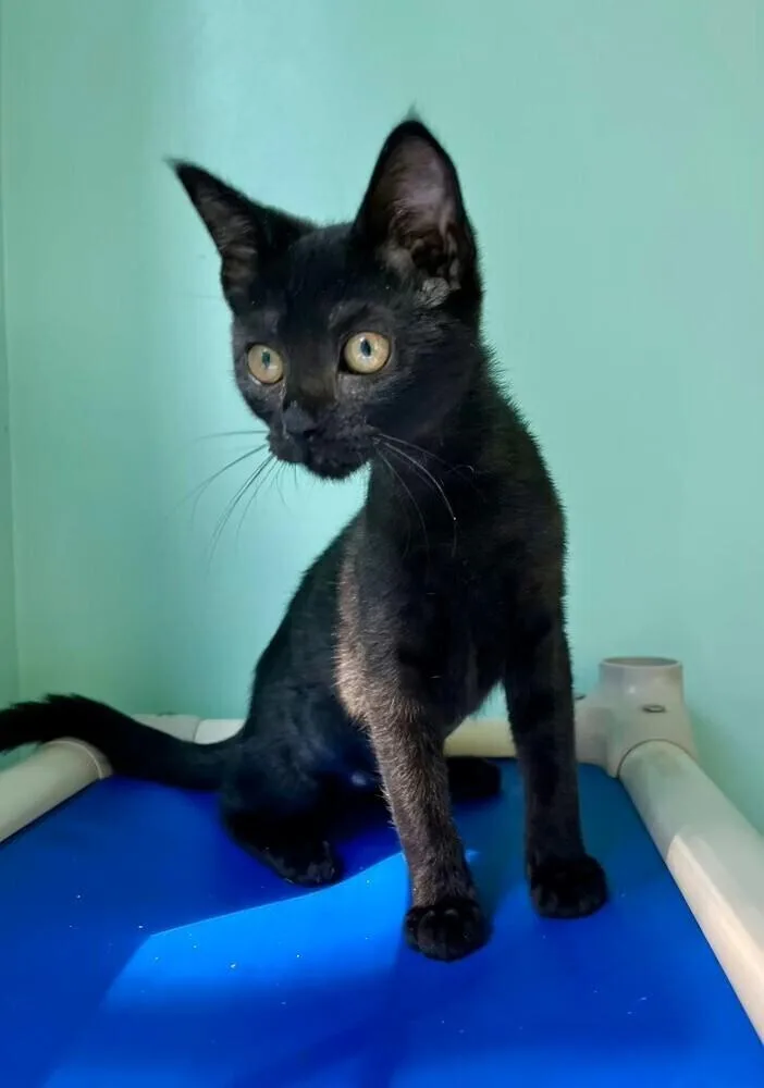 A baby medium-sized female Black Domestic Short Hair cat named Pisa for adoption in Emerald Isle, NC