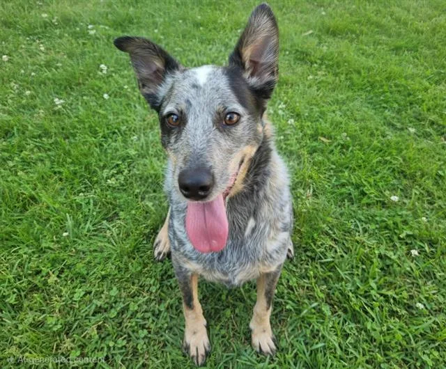 A young medium-sized male Australian Cattle Dog / Blue Heeler dog named Bandit for adoption in Albuquerque, NM