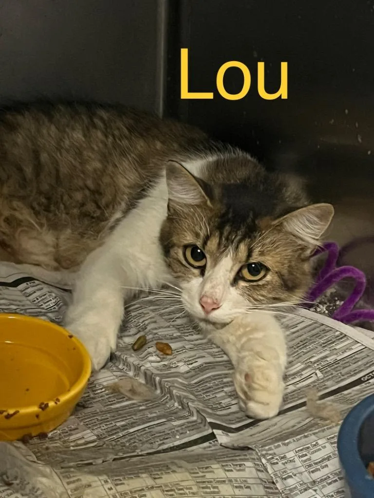A young large-sized female Domestic Short Hair cat named Lou for adoption in Princeton, IN